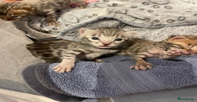Bengal cats - Advert 15