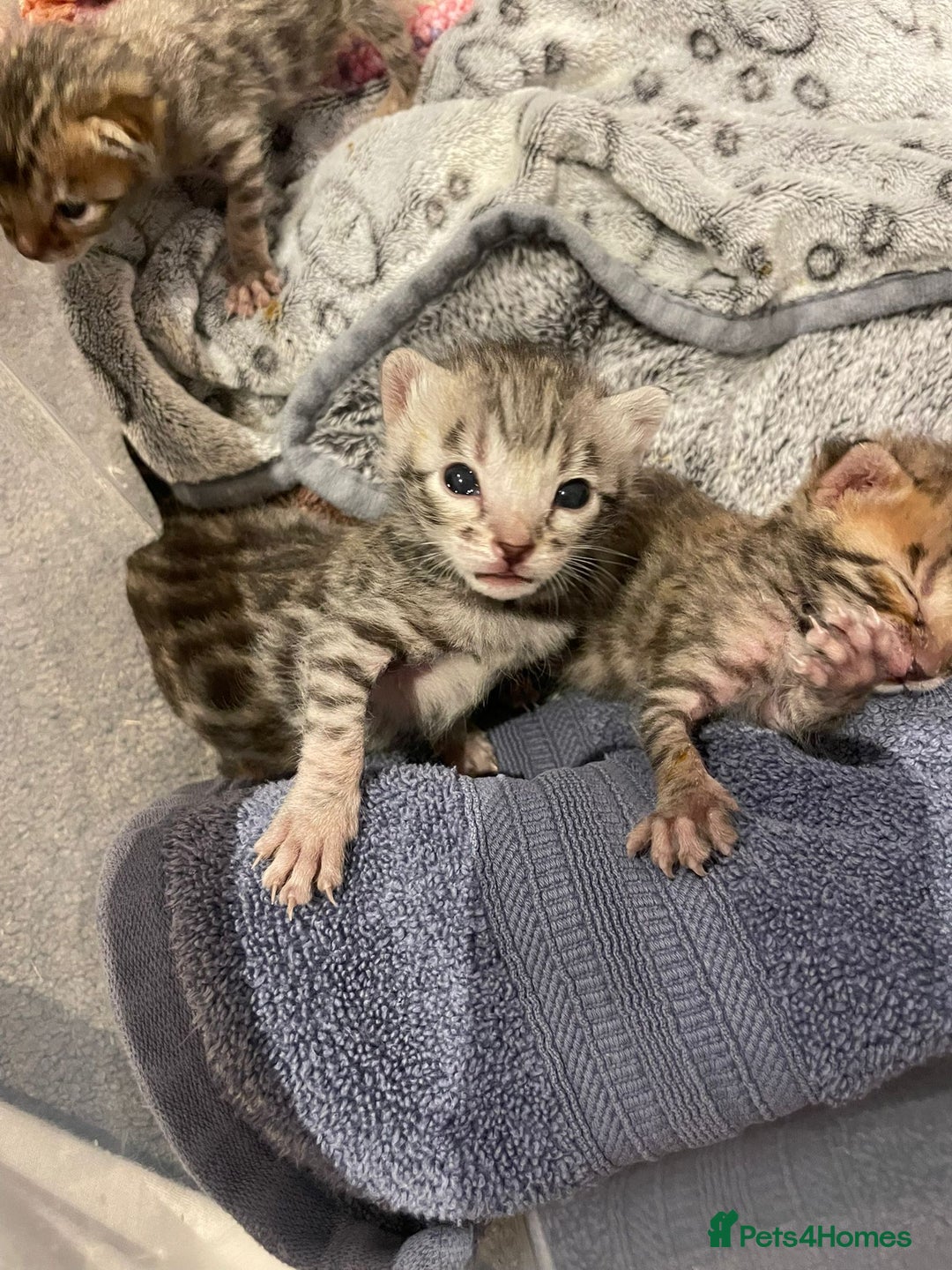 Bengal cats for sale: TICA registered Bengal girls. - Image 3