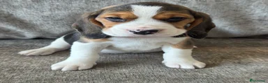 Beagle 5