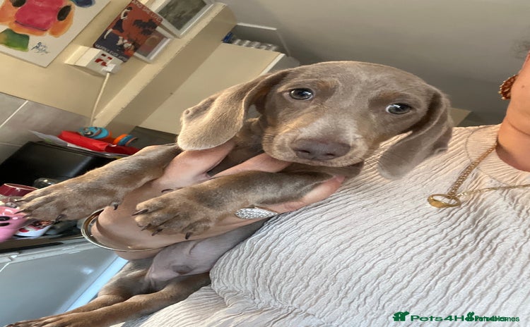 Miniature Dachshund dogs - Advert 3