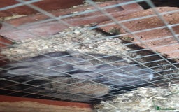 Mixed Breed rabbits for sale: Updated in 7 November bunnies - Advert 7