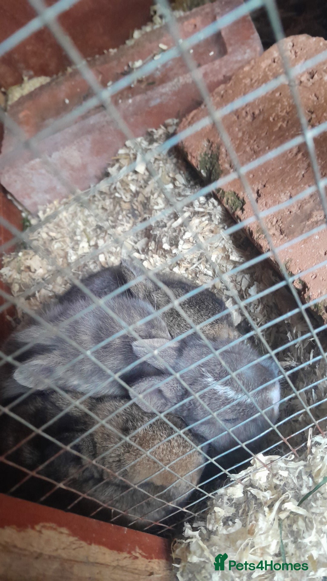 Mixed Breed rabbits for sale: Updated in 7 November bunnies - Advert 7