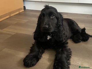 Cocker Spaniel dogs - Advert 26