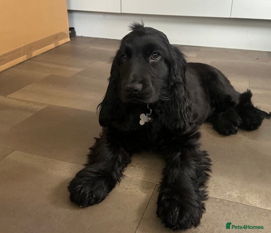 Cocker Spaniel dogs - Advert 2