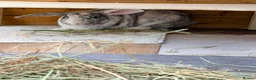 Mixed Breed rabbits for sale: Malcolm and Tiggy  - Advert 9