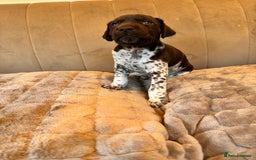 German Shorthaired Pointer dogs for sale: Gorgeous litter of German Shorthair puppies - Image 34