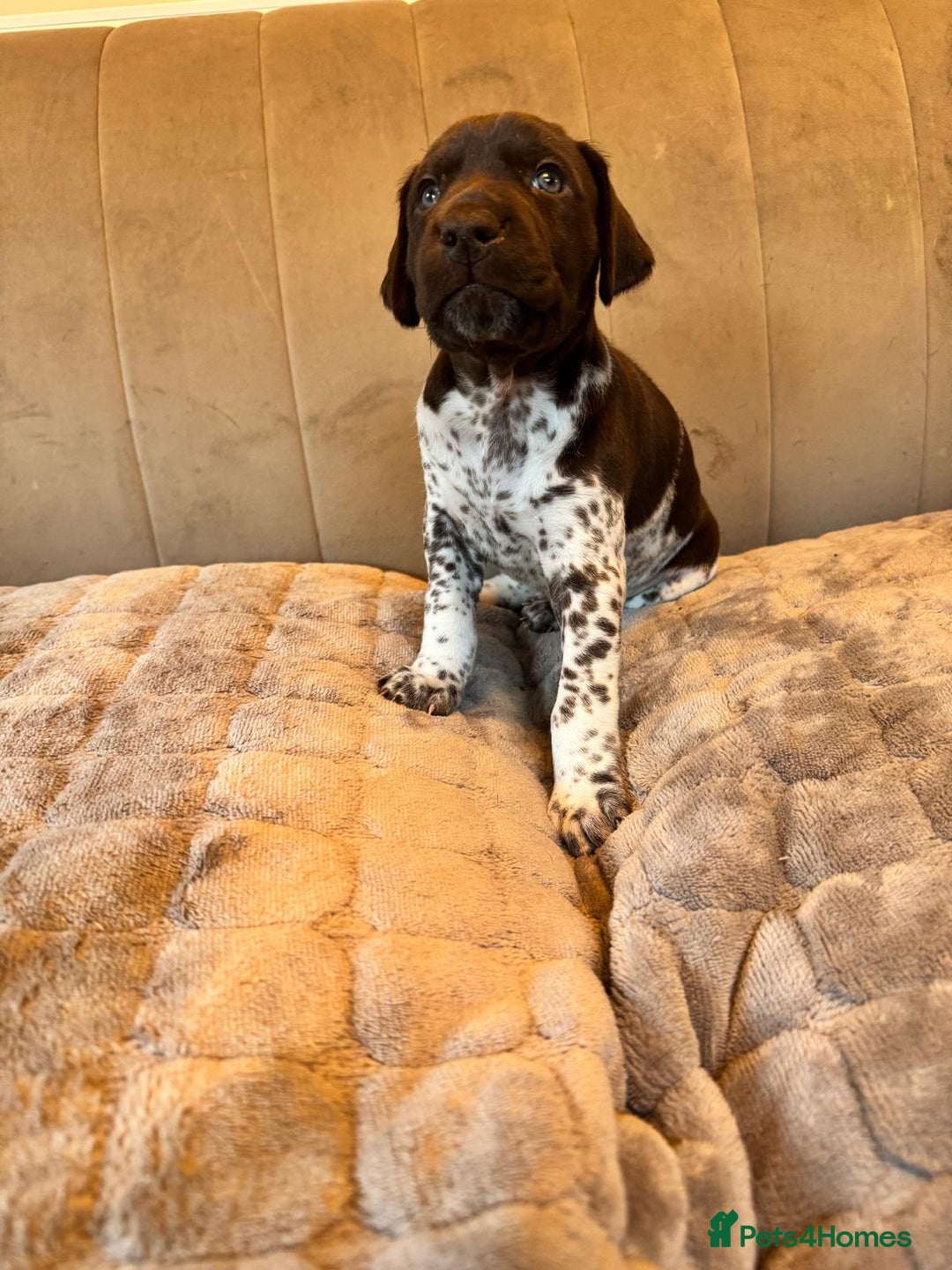 German Shorthaired Pointer dogs for sale: Gorgeous litter of German Shorthair puppies - Image 34