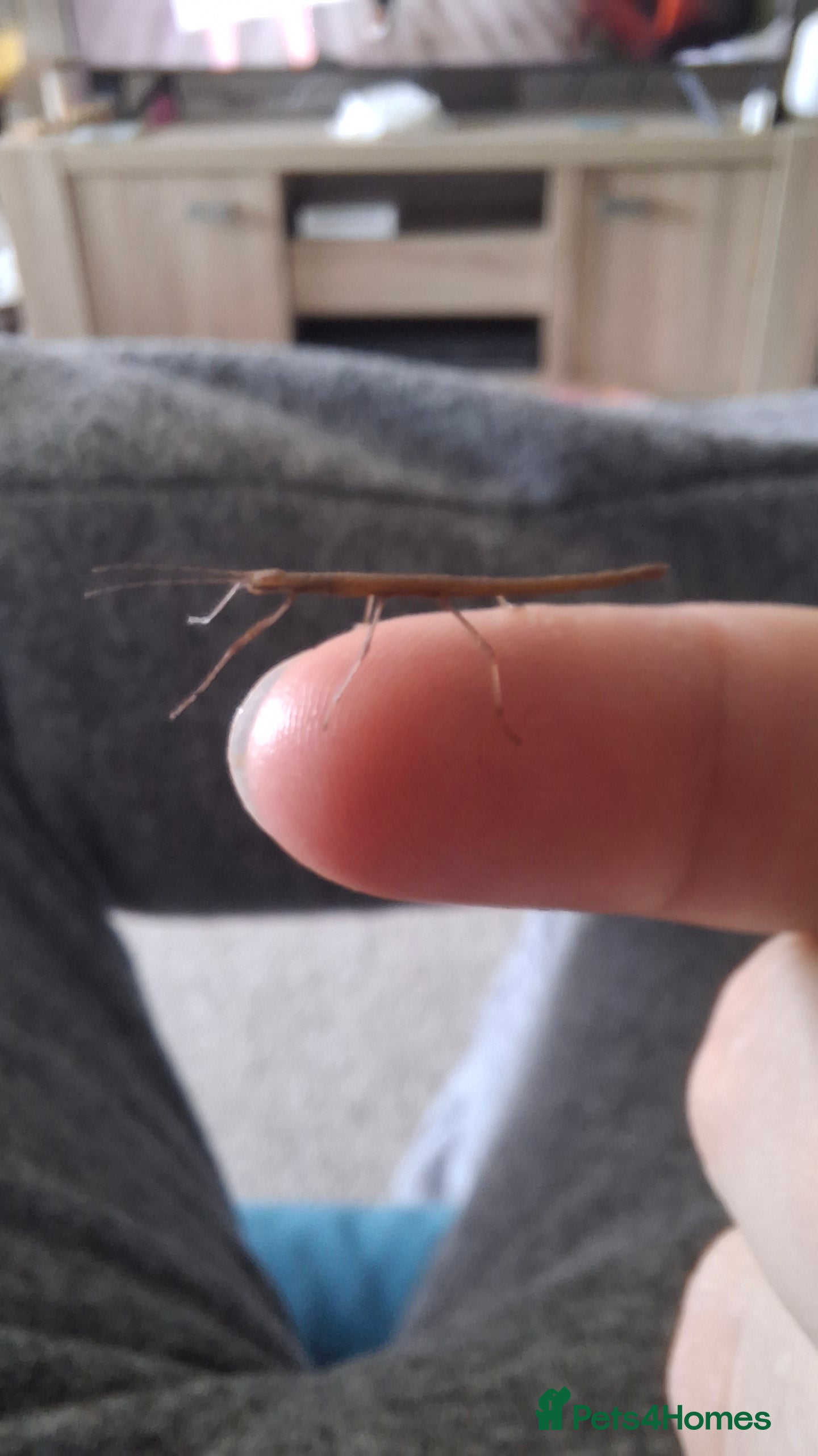 Mixed Breed reptiles Baby Indian Stick Insects  - Advert 3