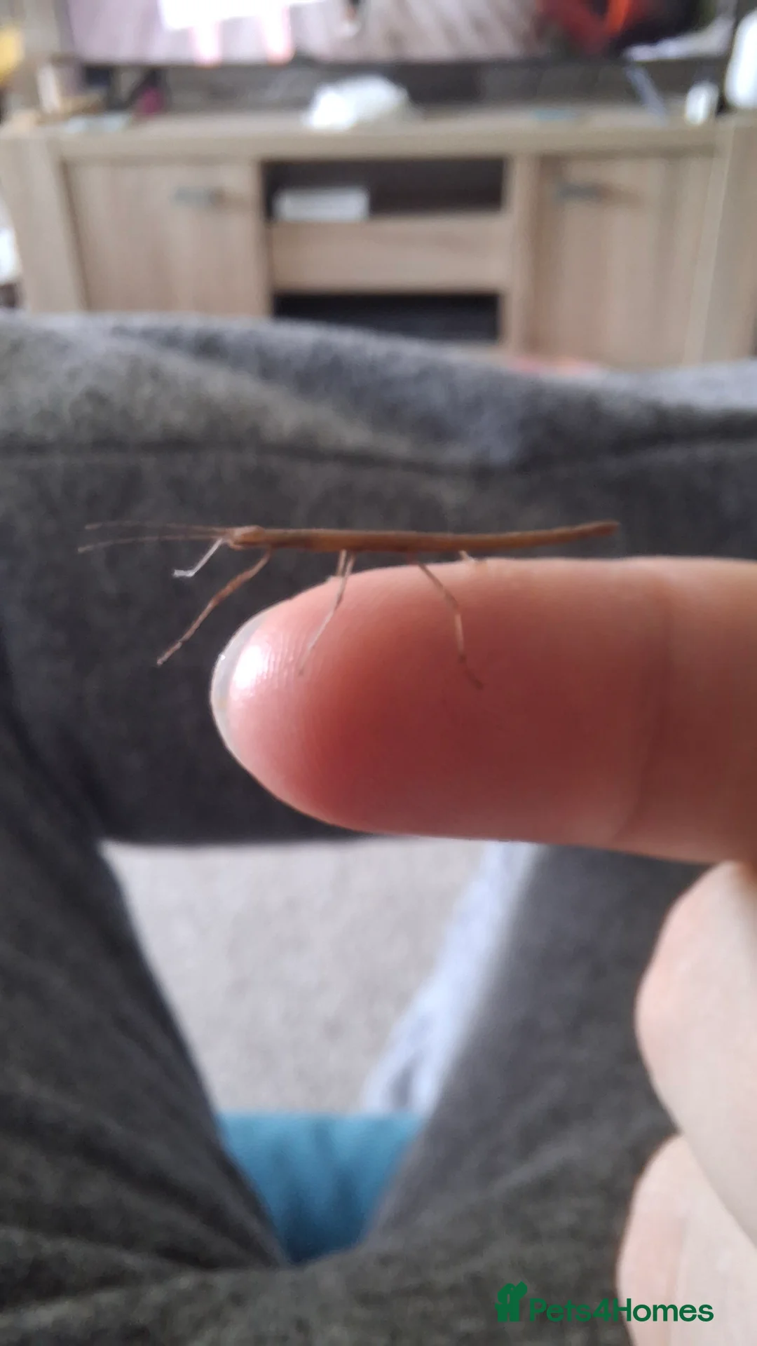 Mixed Breed reptiles for sale: Baby Indian Stick Insects  - Advert 1