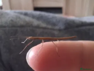 Mixed Breed reptiles Baby Indian Stick Insects - Advert 3