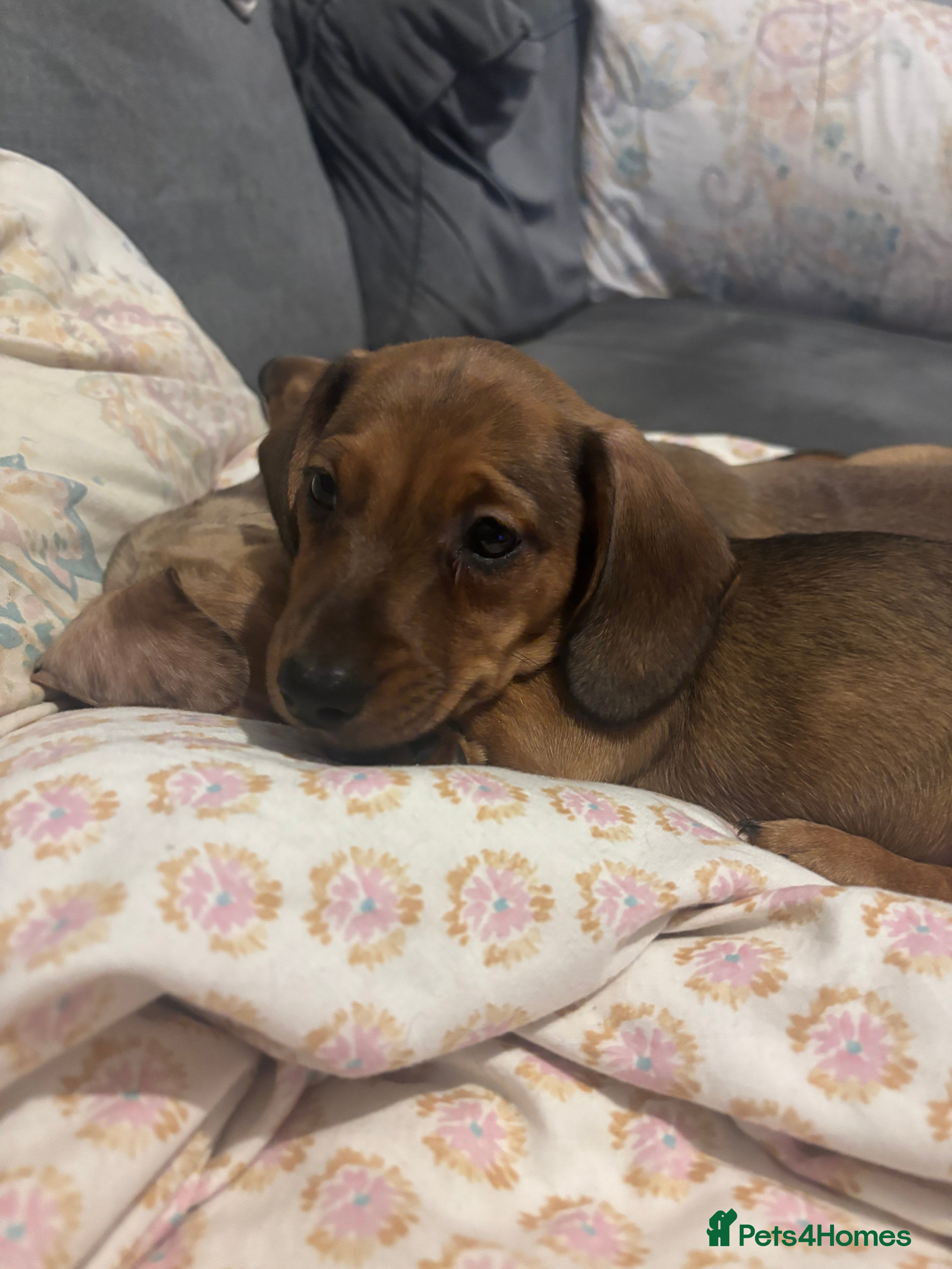 Miniature Dachshund dogs Last little boy left! Ready to go now!!  - Advert 6