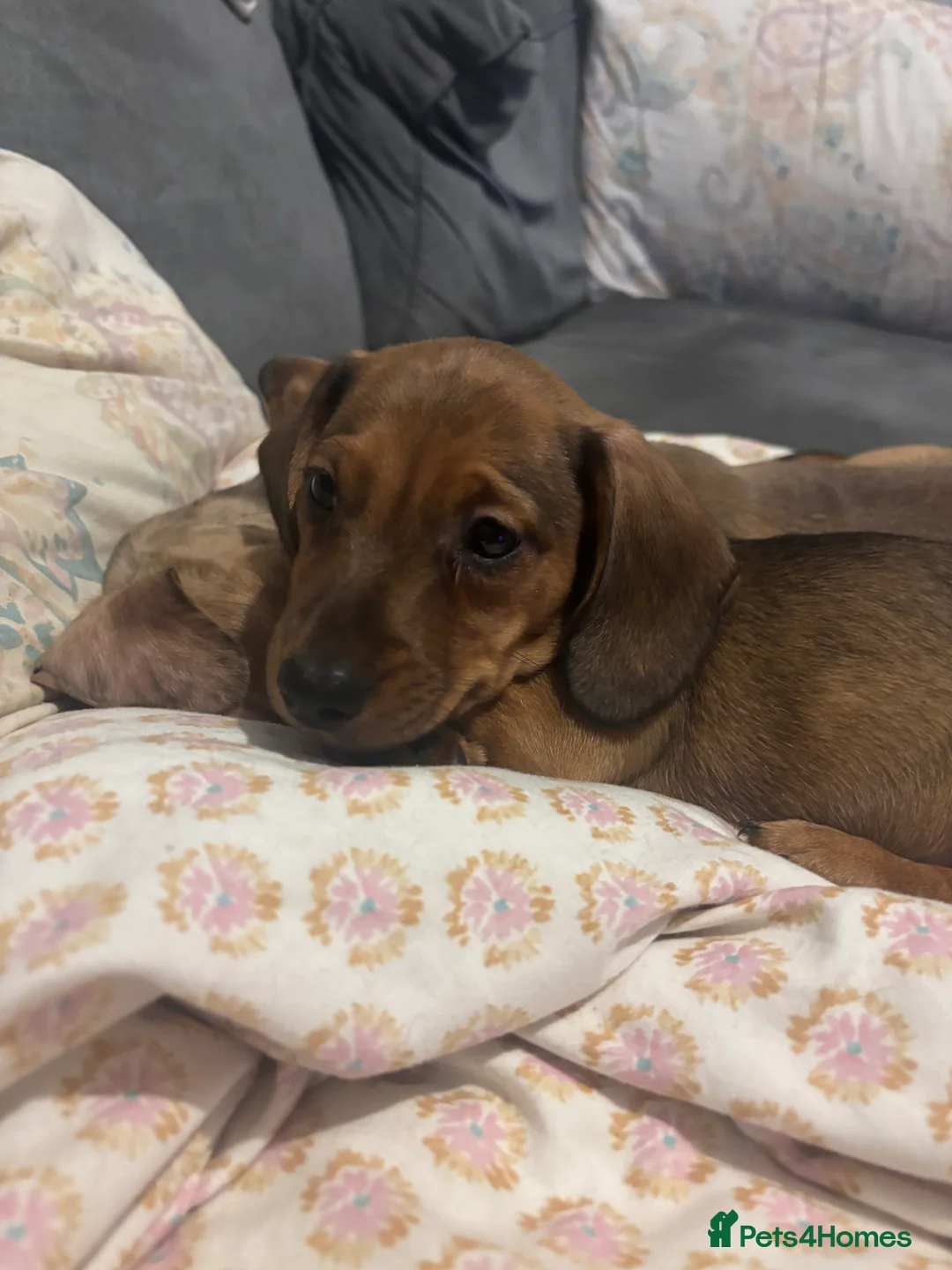 Miniature Dachshund dogs for sale: Last little boy left! Ready to go now!!  - Advert 1