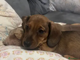 Miniature Dachshund dogs Last little boy left! Ready to go now!! - Advert 2