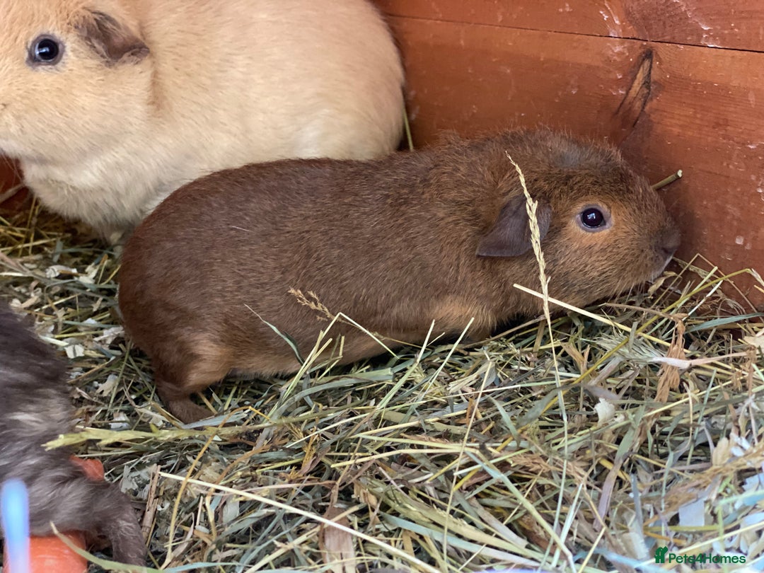 Guinea Pig rodents for sale: Mix of baby boy Guineapigs  - Image 2