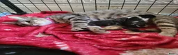 Domestic Shorthair cats for sale: Adorable newborn kittens - Advert 4
