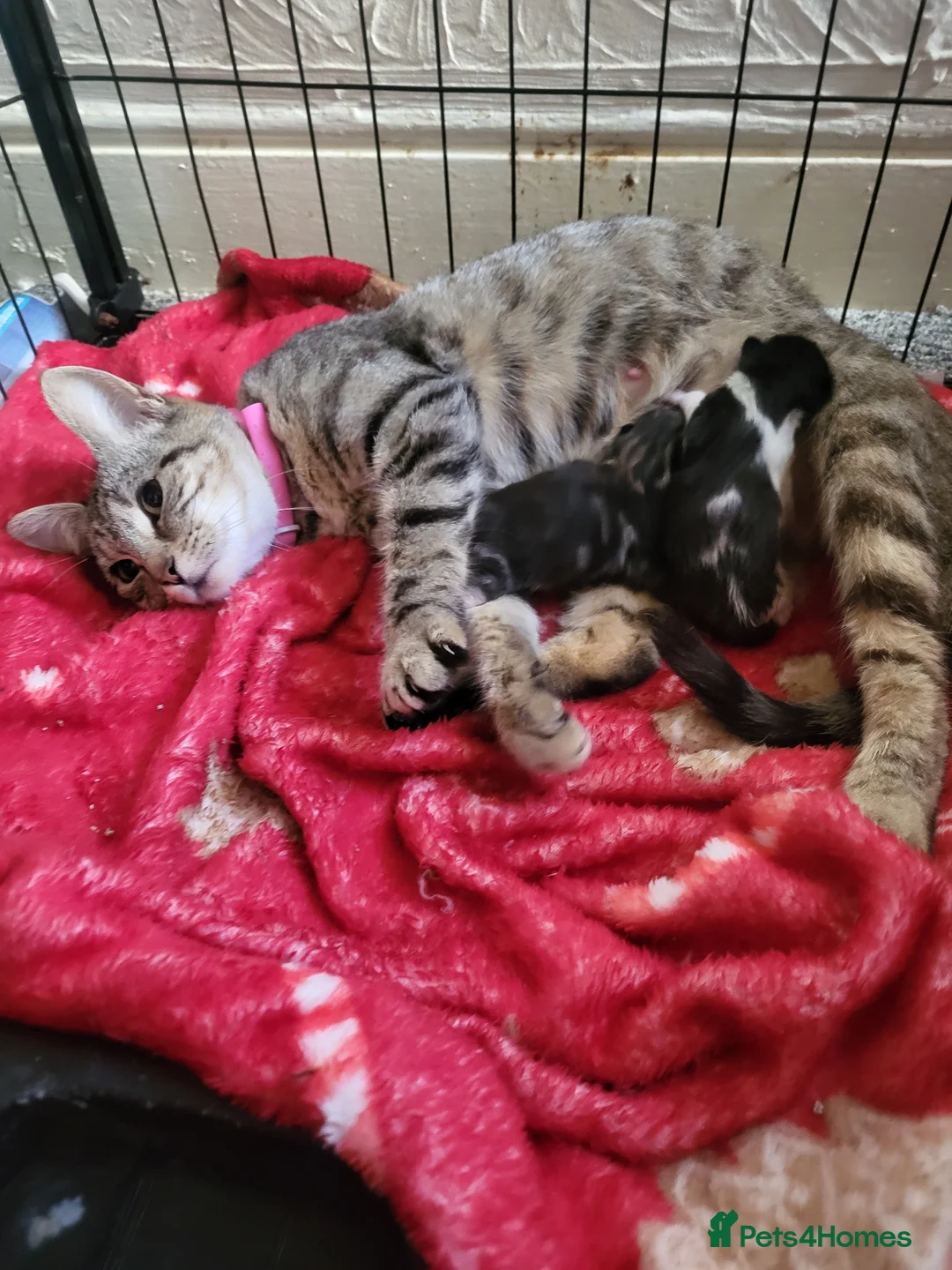Domestic Shorthair cats for sale: Adorable newborn kittens - Advert 4