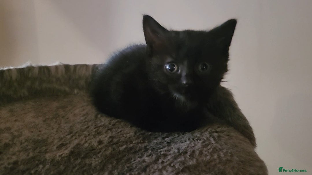 Mixed Breed cats for sale: Long-haired Mixed Breed Kittens £65-£95 - Advert 5