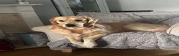Golden Retriever dogs for stud: Golden retriever for stud all healthy  - Advert 10