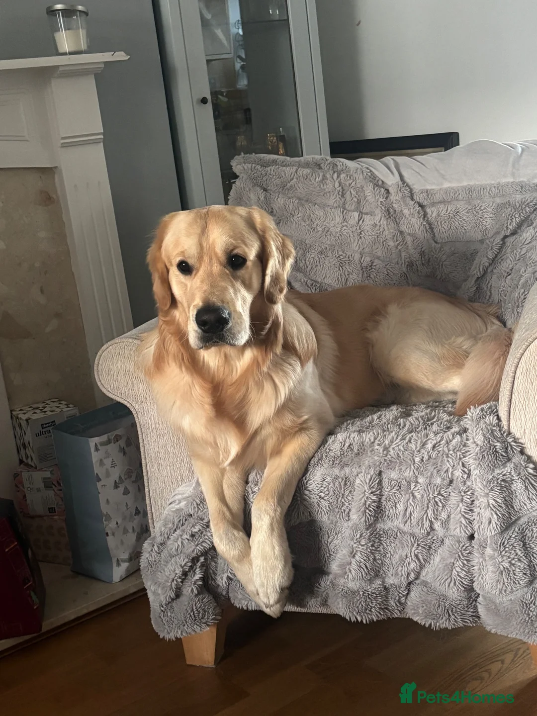 Golden Retriever dogs for stud: De niro golden boy  - Advert 16
