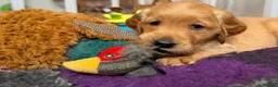 Golden Retriever dogs for sale: KC reg working golden retriever boys  - Advert 12