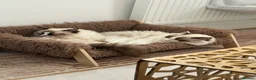 Ragdoll cats for sale: Ragdoll siblings to go to a home together.  - Advert 5