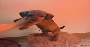 Mixed Breed dogs - Advert 13
