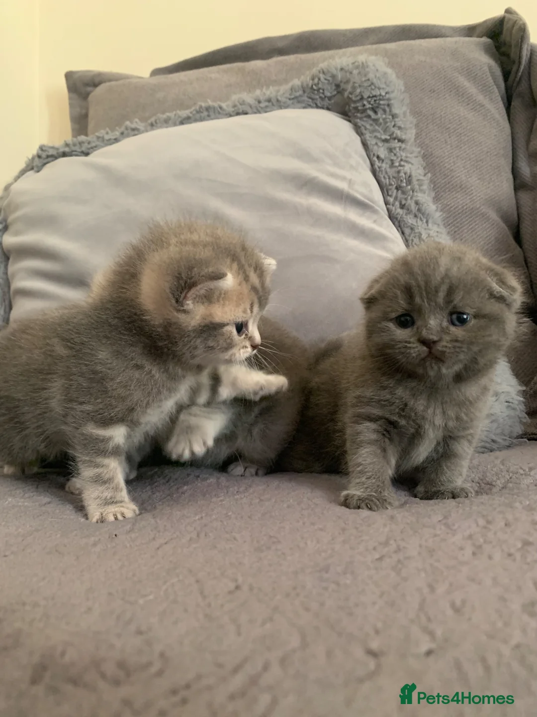 Scottish Fold cats for sale: 🌸PURE BREED SCOTTISH FOLD KITTENS🌸 - Advert 2