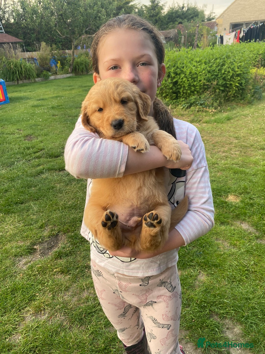 Golden Retriever dogs for sale: Kc pedigree golden retrievers (fox red  in Malton - Image 17