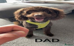 Cockapoo dogs for sale: Toy cocker poo f2 pups - Image 21