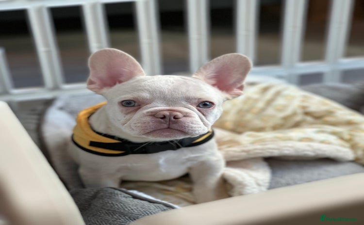 French Bulldog dogs - Advert 1