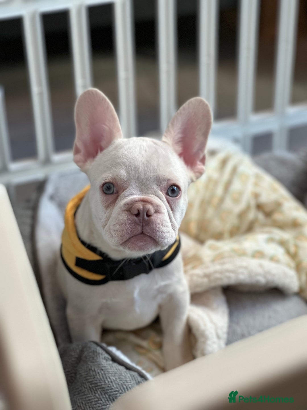 French Bulldog dogs for sale: Cute bulldog - Image 1