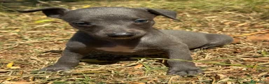Whippet 7