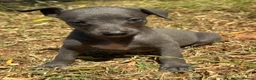 Whippet dogs for sale: KC REG BLUE WHIPPETS BVA AND HEART TESTED PARENTS - Advert 12