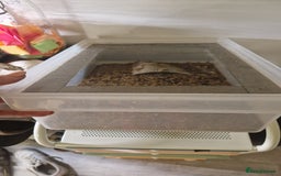 Quail poultry for sale: Mealworm farm for quail or other pets - Image 5
