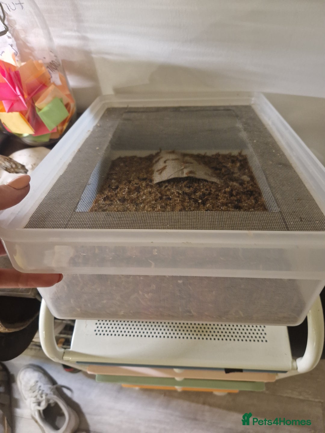 Quail poultry for sale: Mealworm farm for quail or other pets - Image 5