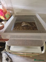 Quail poultry Ad Edited with more quail- Mealworm farm for quail - Advert 1