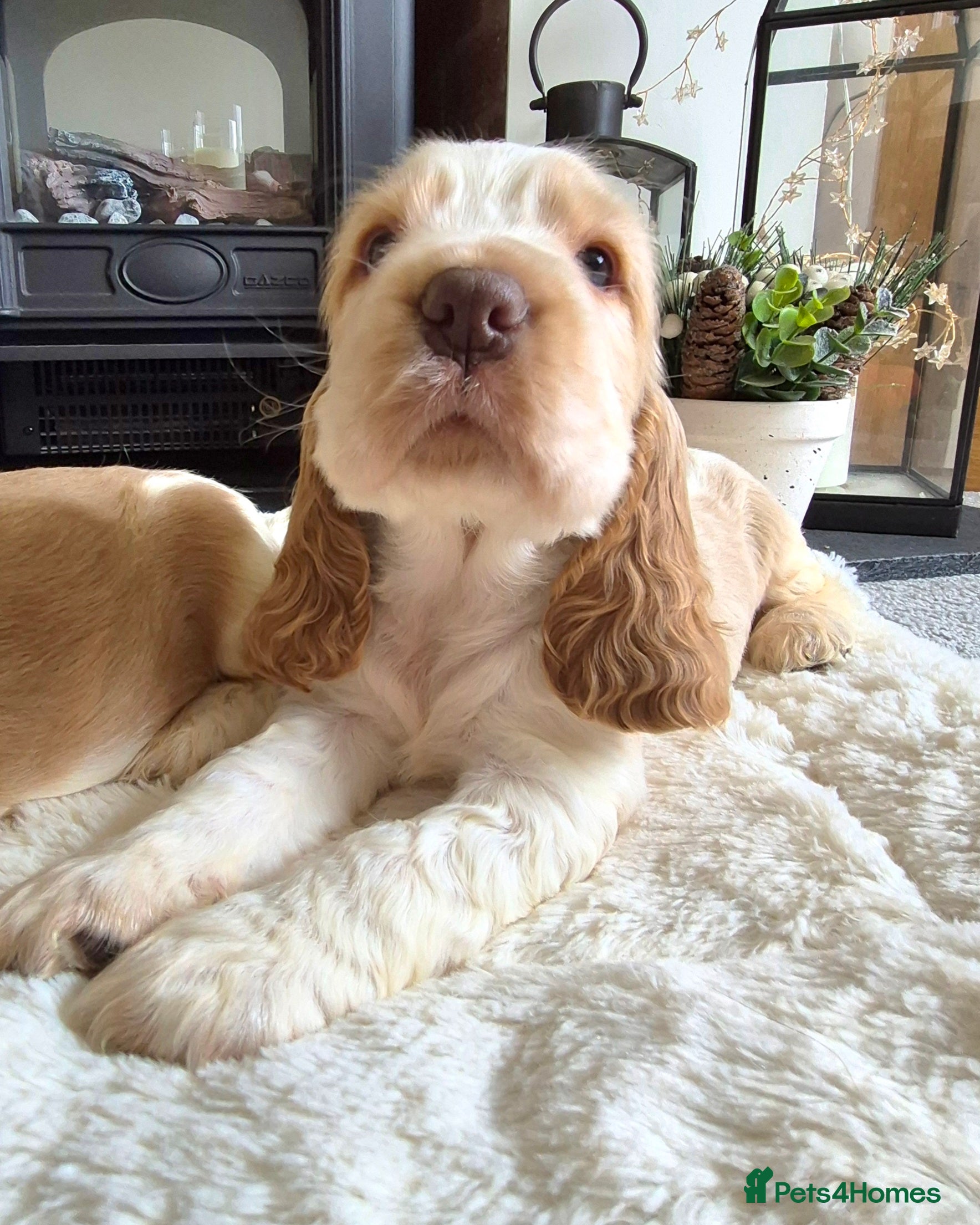 Cocker Spaniel dogs KC Reg,Health Tested, Show Cocker Spaniel Puppies  - Advert 7