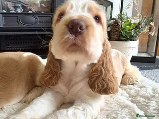 Cocker Spaniel dogs KC Reg,Health Tested, Show Cocker Spaniel Puppies - Advert 7