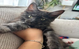 Maine Coon cats for sale: Black Smoke Tortie Maine Coon girl Left in Wickford - Image 2