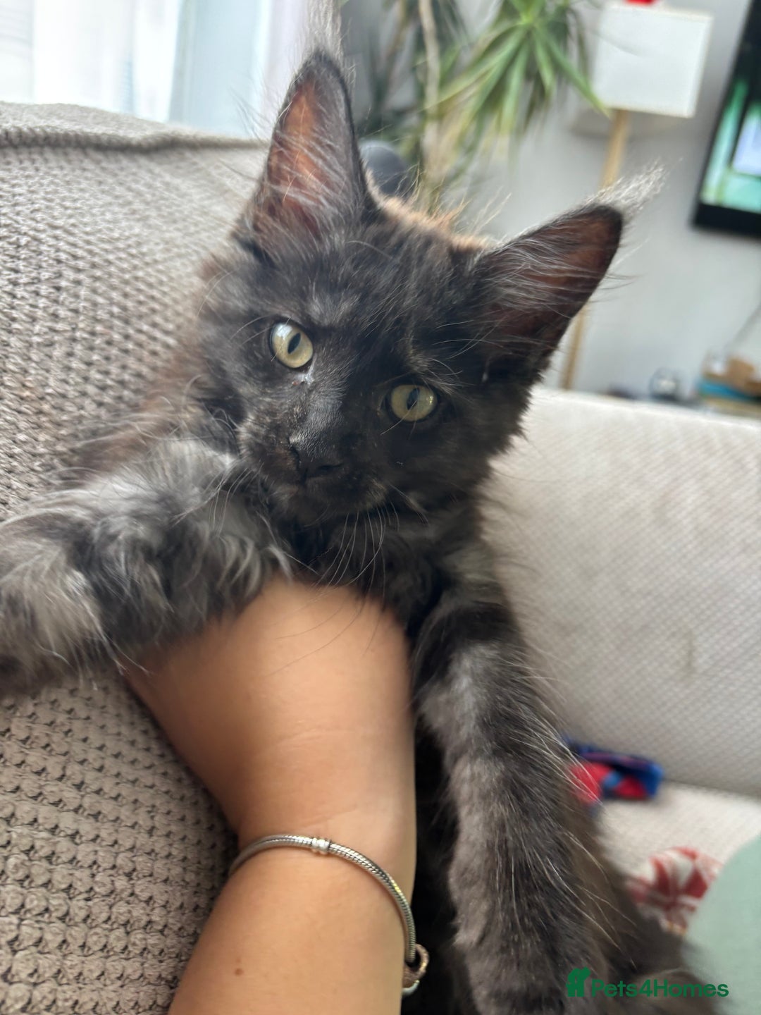 Maine Coon cats for sale: Black Smoke Tortie Maine Coon girl Left in Wickford - Image 2