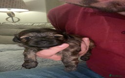 Mixed Breed dogs for sale: Shihpoo  - Image 9