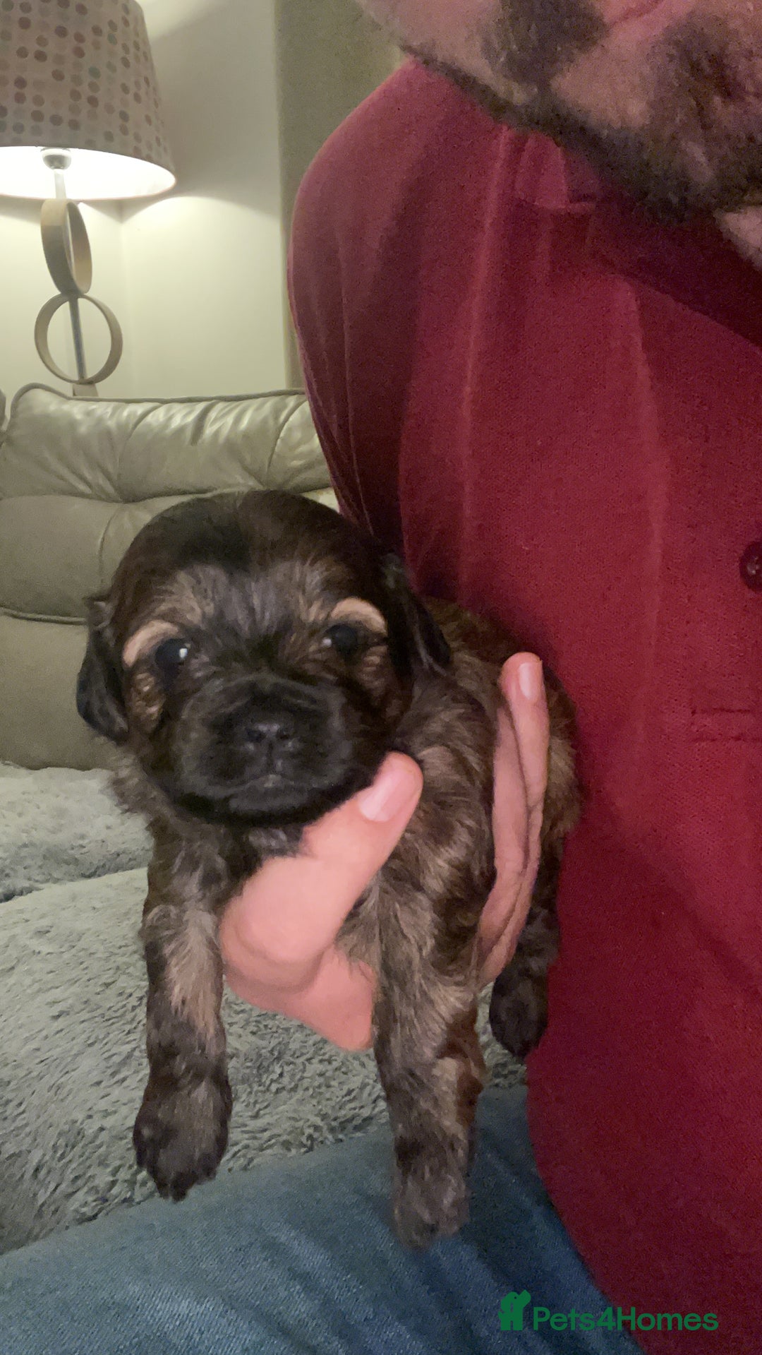 Mixed Breed dogs for sale: Shihpoo  - Image 9