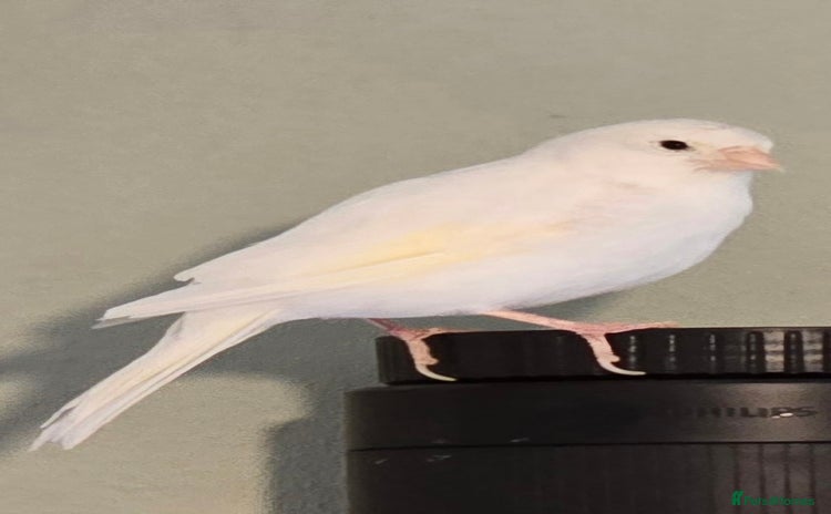 Canaries birds - Advert 4