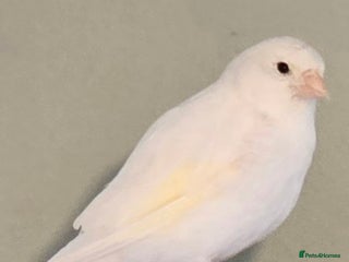 Canaries birds Canaries - Advert 4