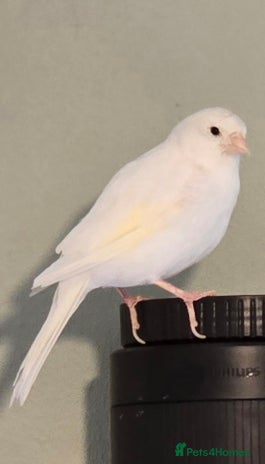 Canaries birds - Advert 1