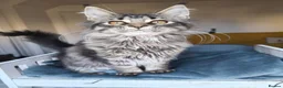 Maine Coon cats for sale: ready now  STUNNING TICA MAINE COON KITTENS - Advert 10