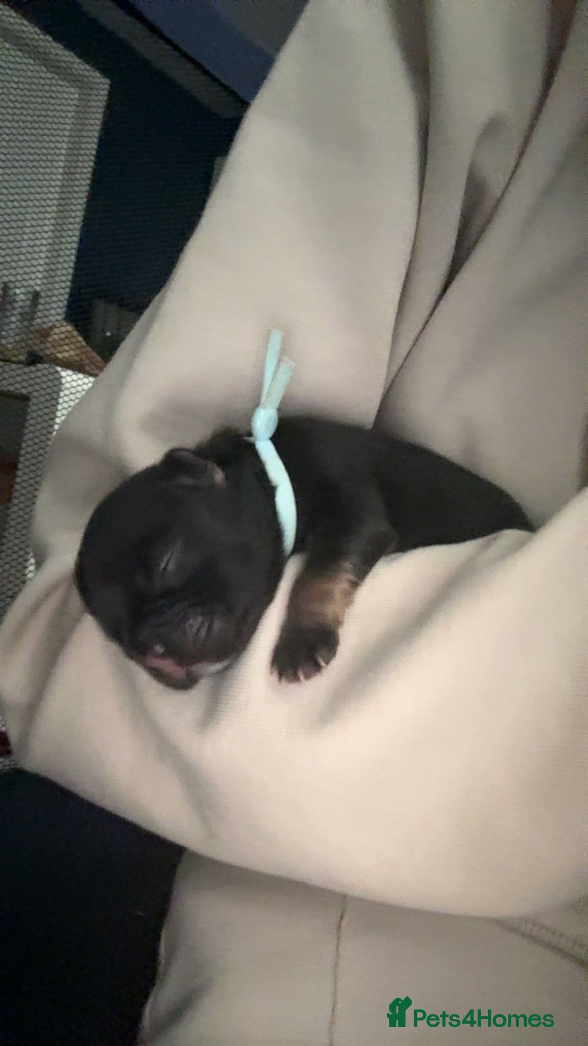 French Bulldog dogs for sale: 6 long haired French bulldogs for sale - Advert 3