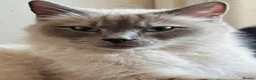 Mixed Breed cats for sale: Gorgeous kittens - Advert 1