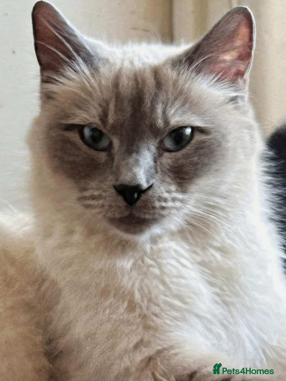 Mixed Breed cats for sale: Gorgeous kittens - Advert 1
