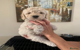 Mixed Breed dogs for sale: Mini/Toy Poodle pups - Image 5